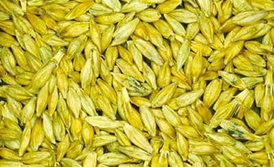 Manufacturers Exporters and Wholesale Suppliers of Barley Seeds Ahmedabad Gujarat